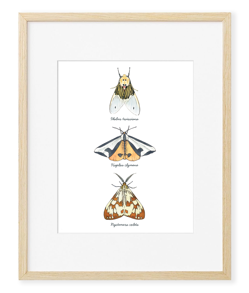 Three Moths 11x14 Print